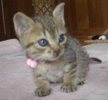 トラ。体重350g。手乗りサイズ