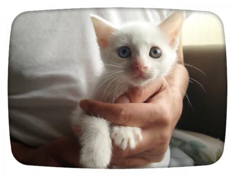 全身真っ白の猫ちゃんです＊
目