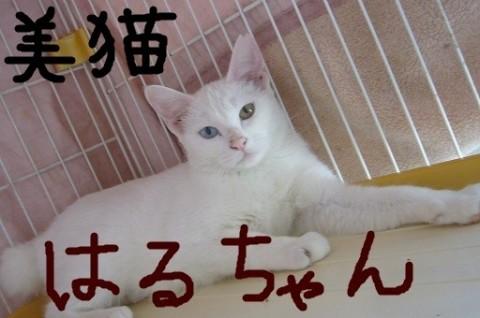 ☆ブルーとイエローのオッドアイ。