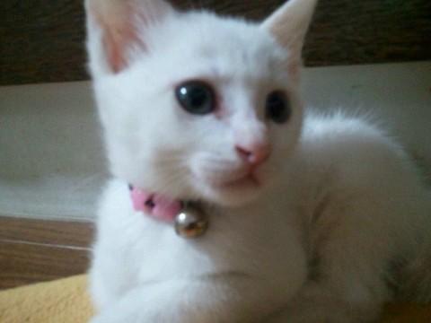 オッドアイ白猫君です
 シッポ