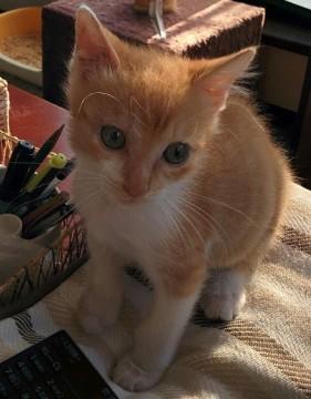 元気でとても甘えん坊です。
ど