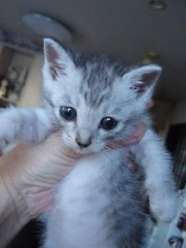 凄く甘えん坊です。
グレー縞々