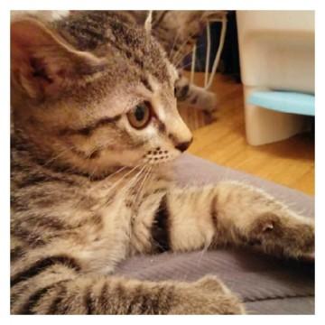 甘えん坊さんで、猫も人も大好きで