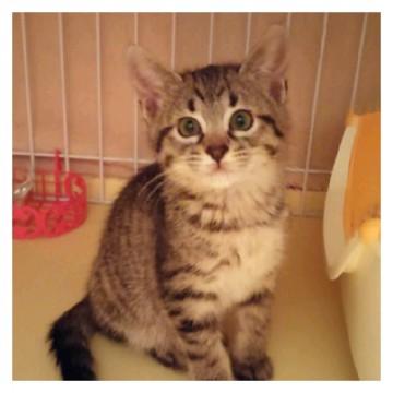 マイペースなオンﾆｬの子です。