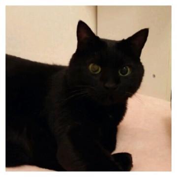 黒猫ですが、お股に少し白毛
大