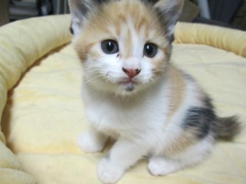 三毛猫です。
元気でトコトコ走