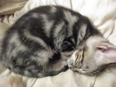 ドライフード、水、共に1人餌でき