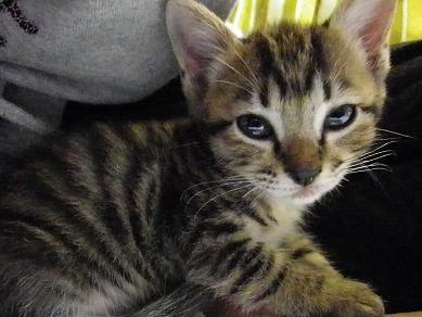 キジトラ柄で、少々内気な性格の子