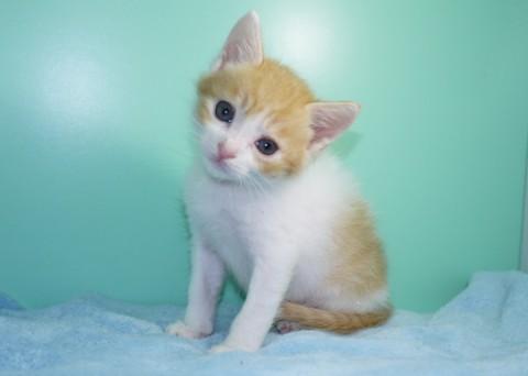 シロ茶♂ブルー君 尾長
生後1