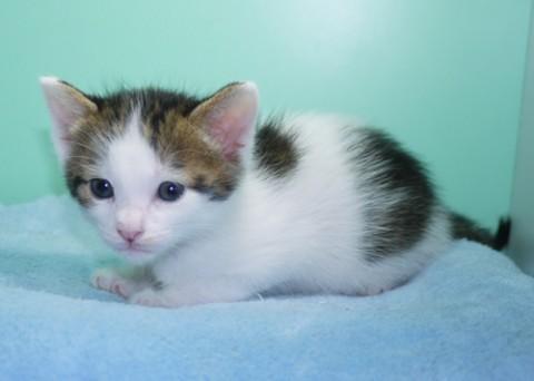 シロキジ♂ブラウン君　尾長
性