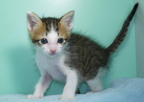 キジシロ♂コン君　尾長
とても