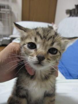 ふわふわのころころ可愛いきじとら