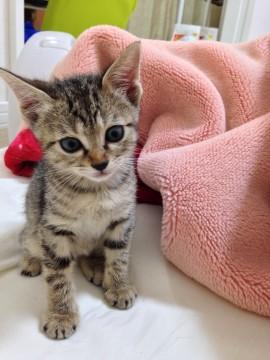 キジトラちゃん。
しっぽも長く
