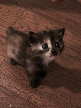 今、生後１ヶ月半くらいです。
