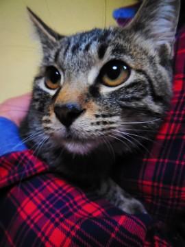 キジ柄で尾は短めです。
最初は