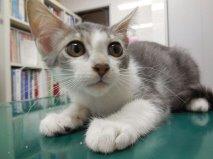 良好キジ柄で尾は短めです。
保