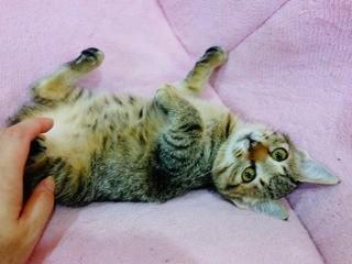 1ヶ月半から2ヶ月くらいの子です