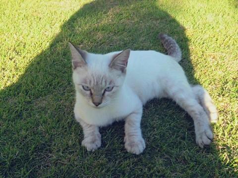 シャムの雑種で顔、耳、手足、しっ