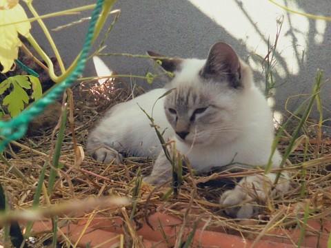 シャムの雑種で顔、耳、手足、しっ