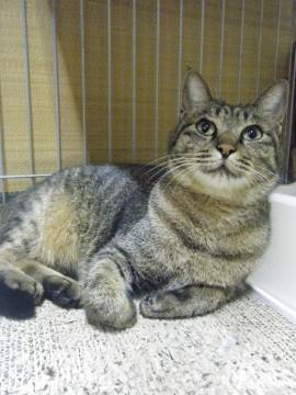 人懐っこく、抱っこも好きで、自分