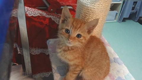一緒に保護した三毛猫は好奇心旺盛