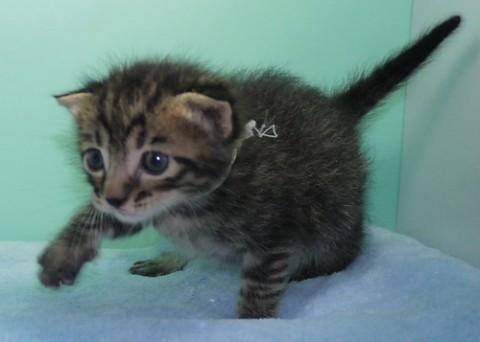 キジトラ♂シロ君♂　尾長
性格