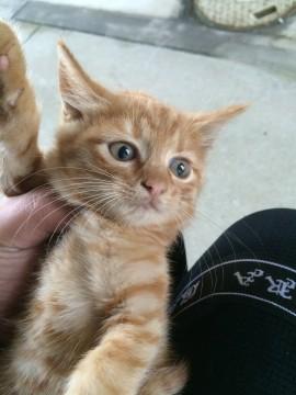 トラ柄の可愛らしい猫ちゃんです。