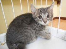 グレー白のきれいな毛並み、
尻