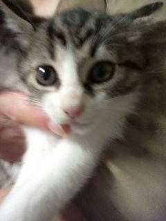 キジ縞と白ぶち模様です。
この