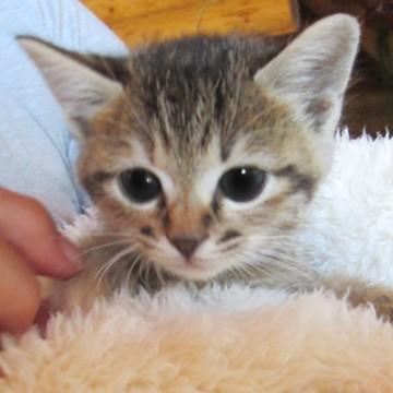 とっても可愛いキジトラちゃんです