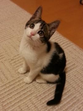 とっても人懐っこいサバトラ白の女