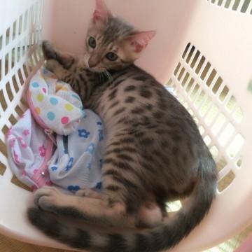 ブルーベンガル。

性格は温