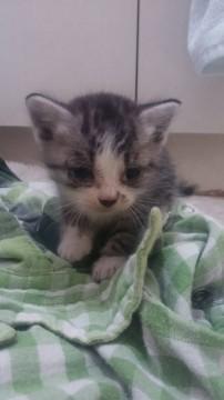 うちの成猫と仲良く遊んだり
一