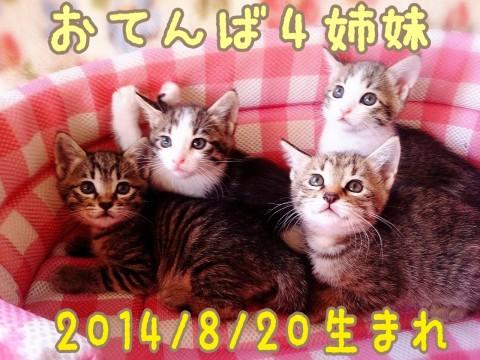 母ねこの細やかな愛情を受けて、姉