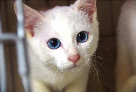 元気で目が大きく、とても美猫です