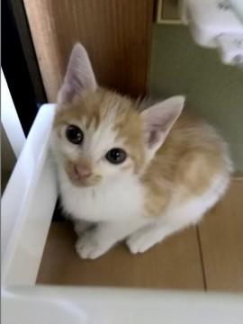 かわいい子猫ちゃんです。