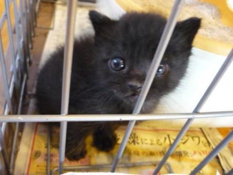 尻尾はまっすぐ長くとても人懐こい