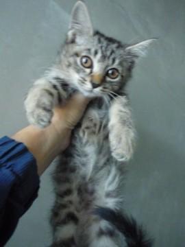 尻尾はまっすぐ長いです。少しビビ