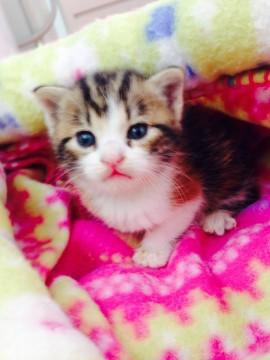 三毛猫。保護時は体重３００gほど