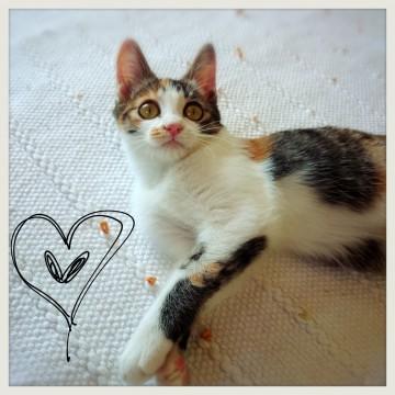 【愛称】あんこ
【毛色】三毛