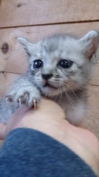 綺麗なシルバーにシマシマが入って