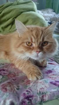 もうすぐ１歳になる成猫と言う事と