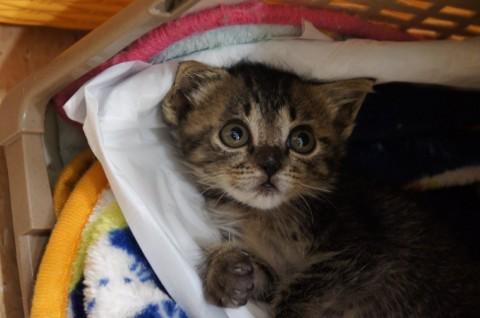 ・大きなお目々可愛らしい猫ちゃん