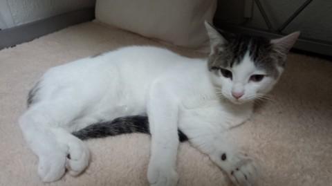 容姿：キジトラぶち。茶縞柄、やや