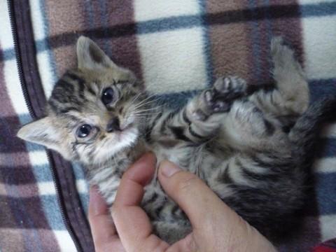 現在は食欲もありとても人懐こい子