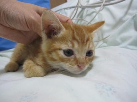 かわいい茶トラのおちょこくんです