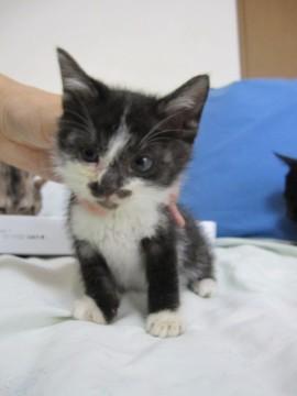 かわいい黒白のばびるくんです。毛