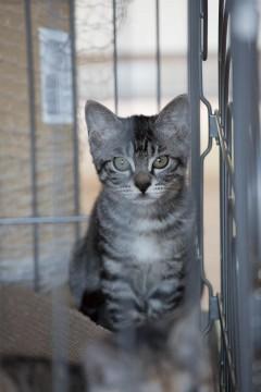 先住猫やきょうだい猫とも仲良しな