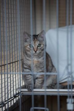 先住猫やきょうだい猫とも仲良しな