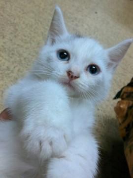 飼い猫の仔猫を捨てたみたいで、人